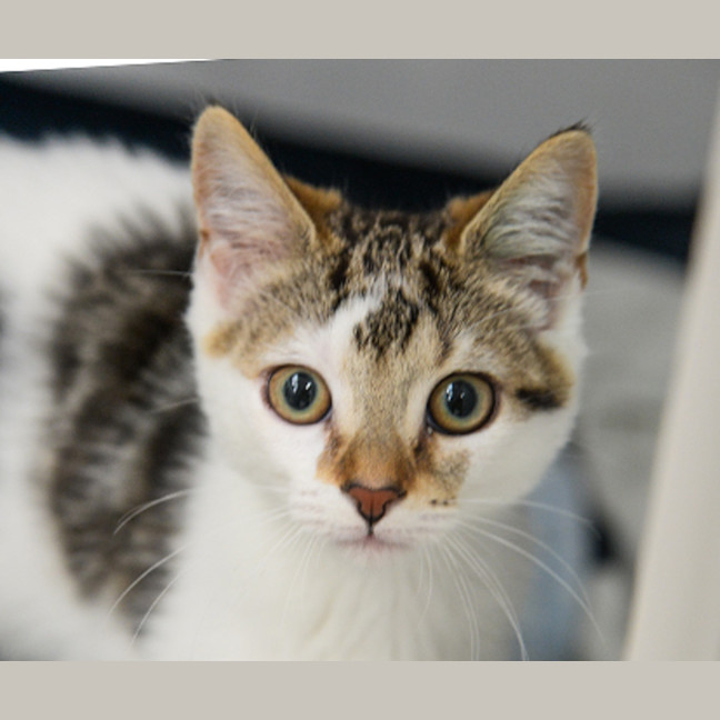 Photo of Bandit