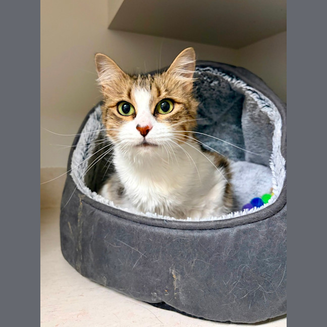 Photo of Peanut