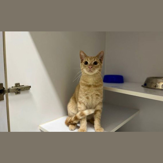 Photo of Archer