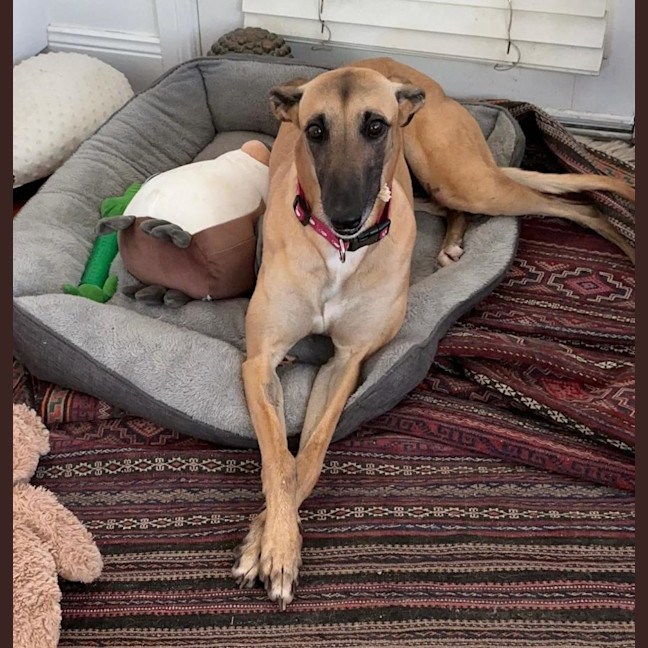 Photo of Bella, The Greyhound