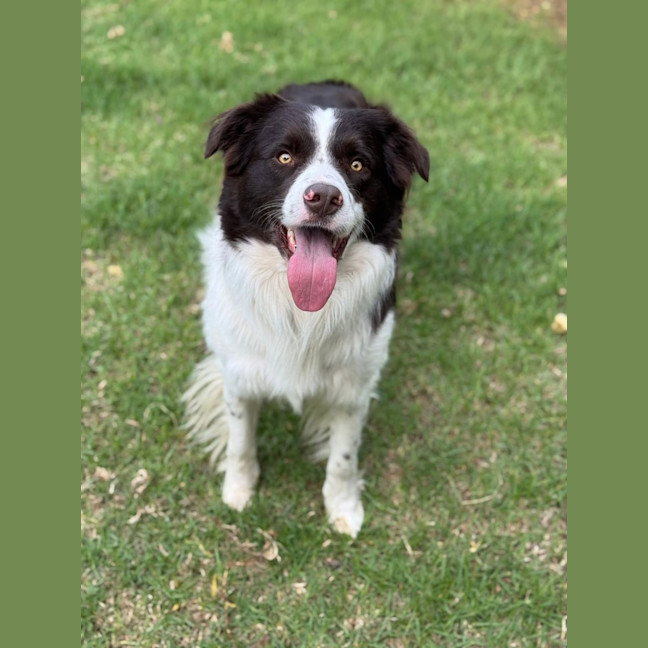 Photo of Roxxy & Rustic 