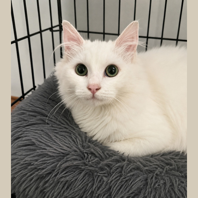 Photo of Portia