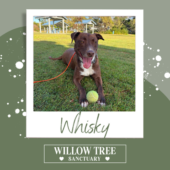 Photo of Whisky