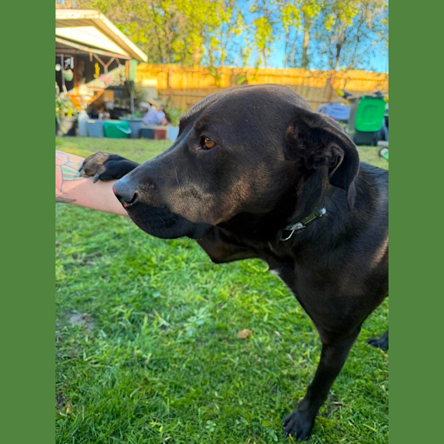 Photo of Whisky
