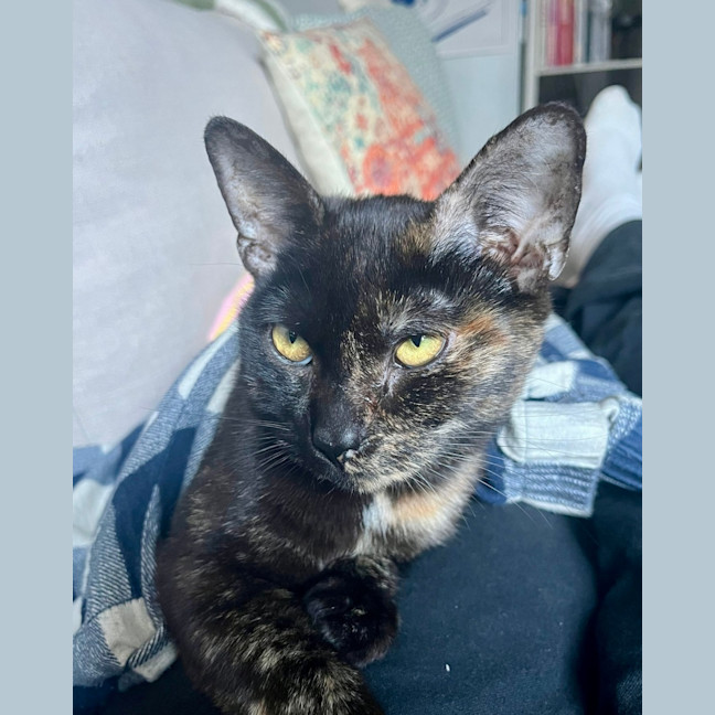 Photo of Latte