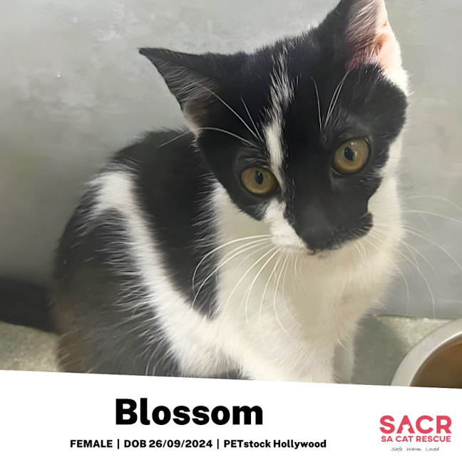 Photo of Blossom