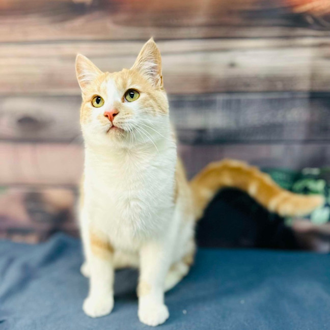 Photo of Jabba (Located In Coburg)