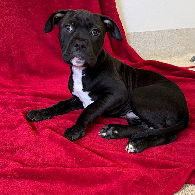 Photo of Diesel