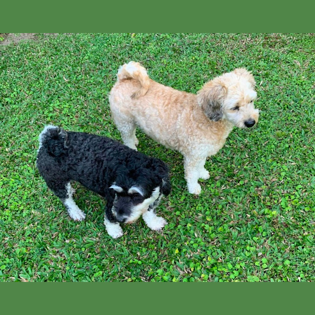 Photo of Coco And Cherry 