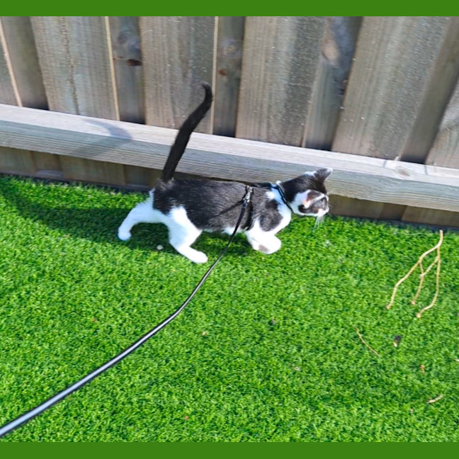 Photo of Little Miss Piglet