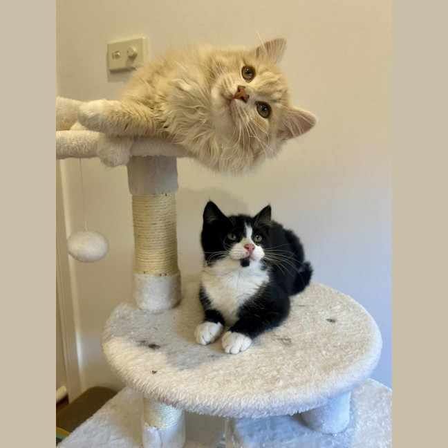 Photo of Juniper   In Foster In Doreen