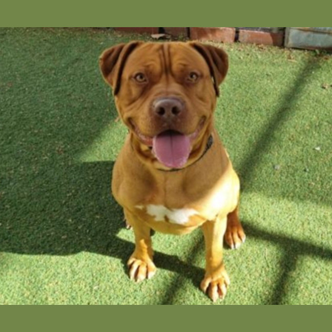Photo of Bongo