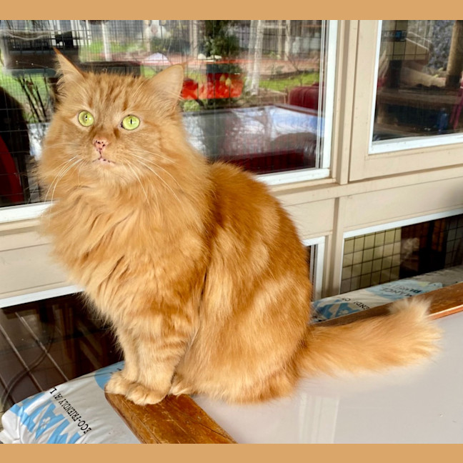 Photo of Mango Fluff