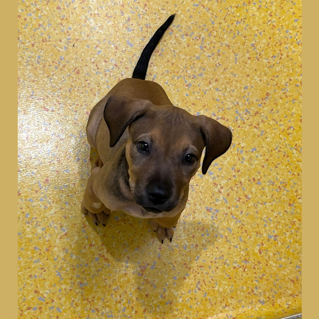 Photo of Nala