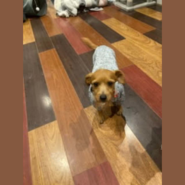 Photo of Rat And Mouse
