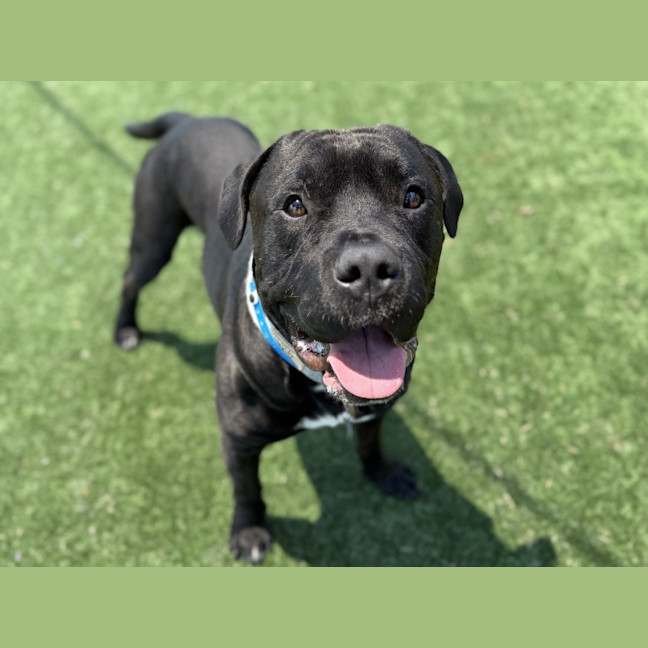 Photo of Bud Imp 3227