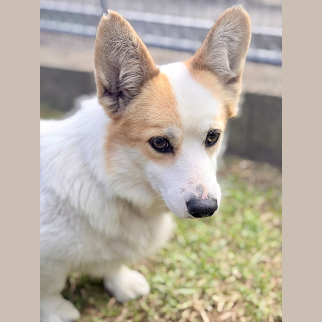 Photo of Lady 