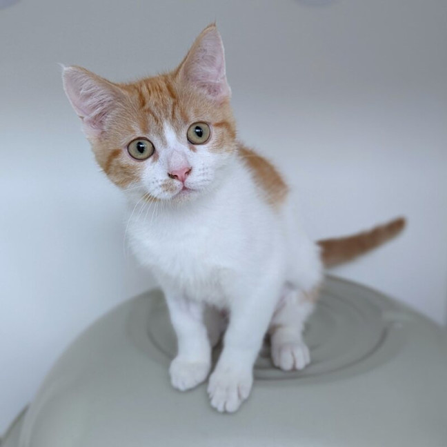 Photo of Ginger Spice