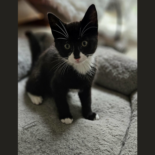 Photo of Zorro * 9 Lives Project Rescue*