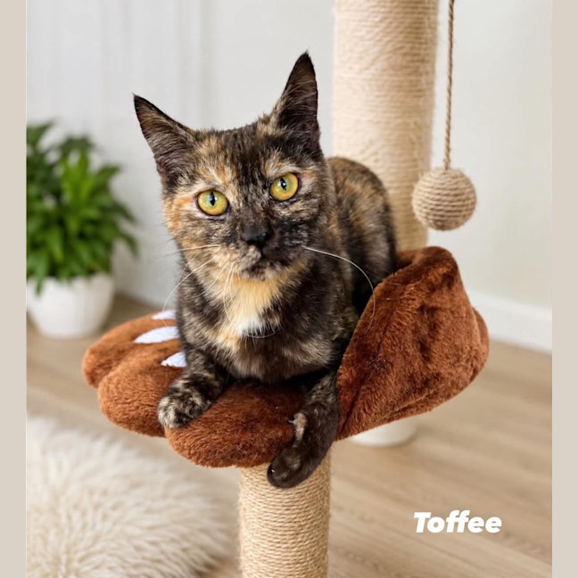 Photo of Toffee