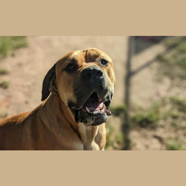 Photo of Bobo