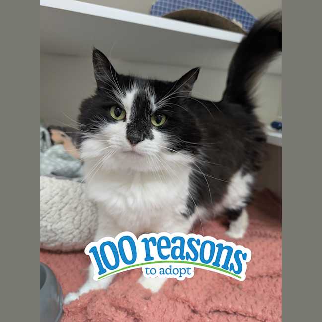 Photo of Callie