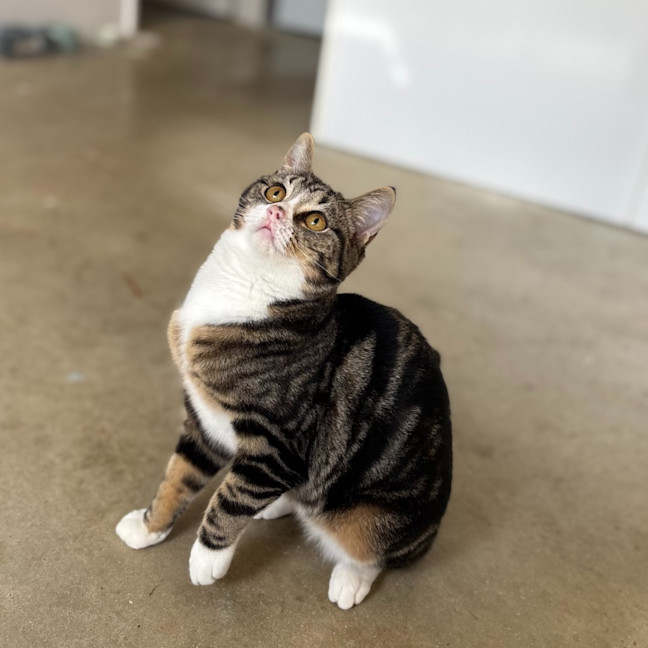 Photo of Pretzel