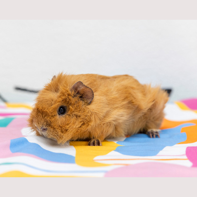 Photo of Rolo