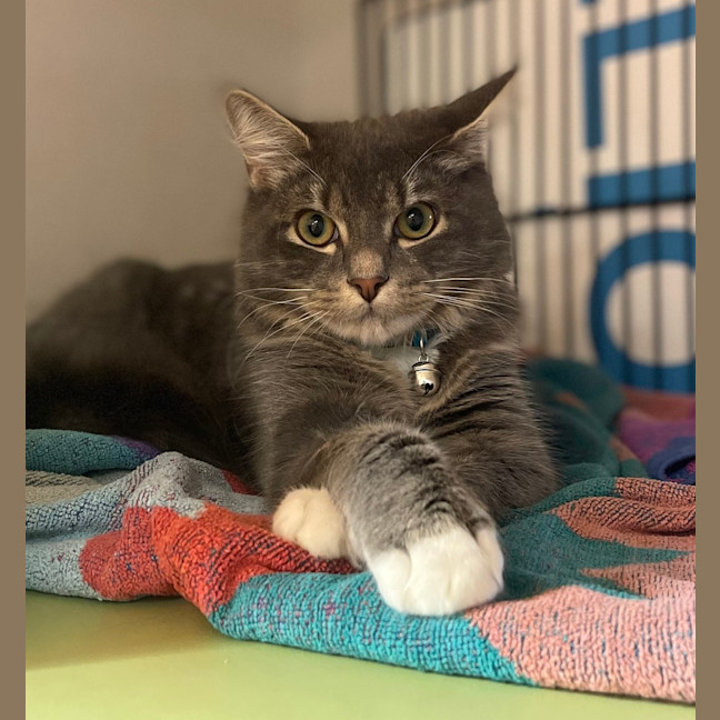 Photo of Dumpling