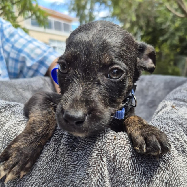 Chet - Medium Male Mixed breed Mix Dog in WA - PetRescue