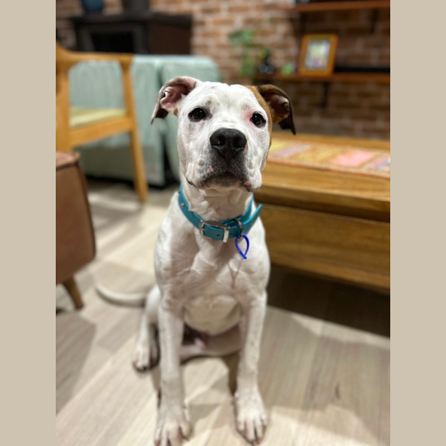 Photo of Smidge   18 Month Old Staffy X