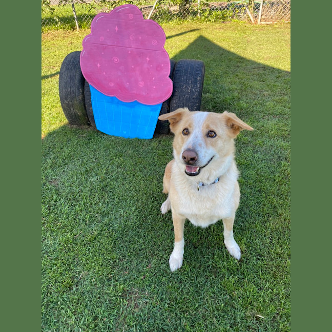 Photo of Chester