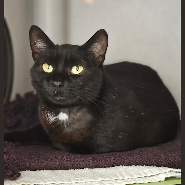 Photo of Puss Puss