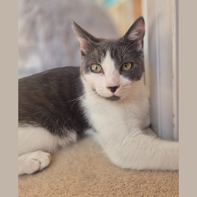Photo of Cassidy / Cooper