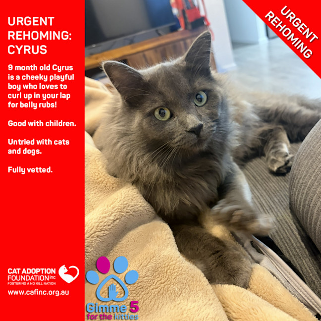 Photo of Cyrus