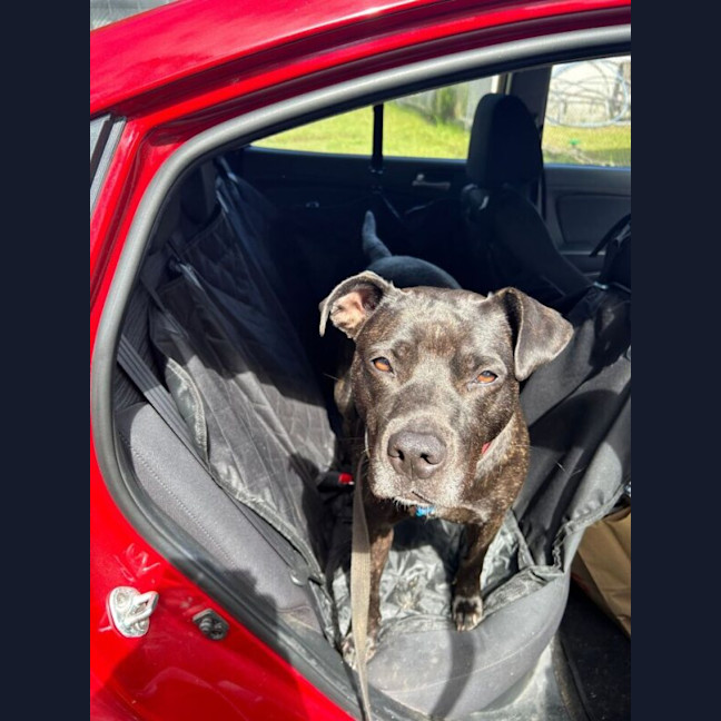 Photo of Koda