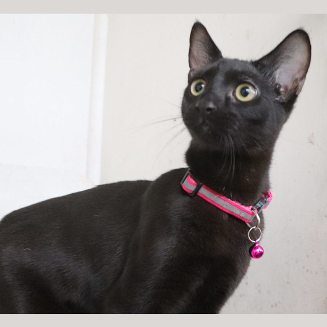 Photo of Benny   Pet Quarters Broadmeadow 