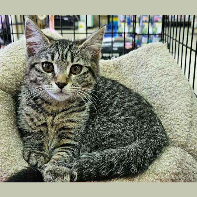 Photo of Katie *9 Lives Project Rescue*