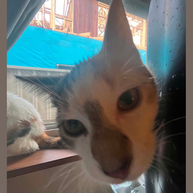 Photo of Gizmo
