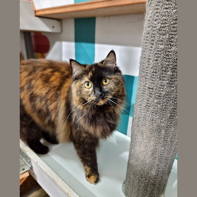 Photo of Clover