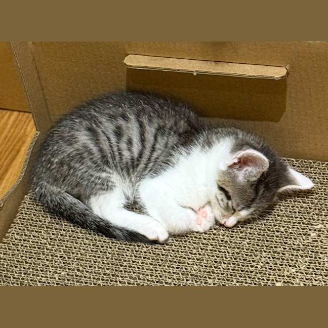 Photo of Meowtallica