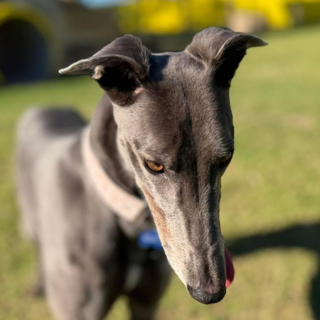 Photo of Megan The Greyhound