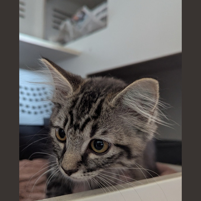 Photo of Seaberry Delight