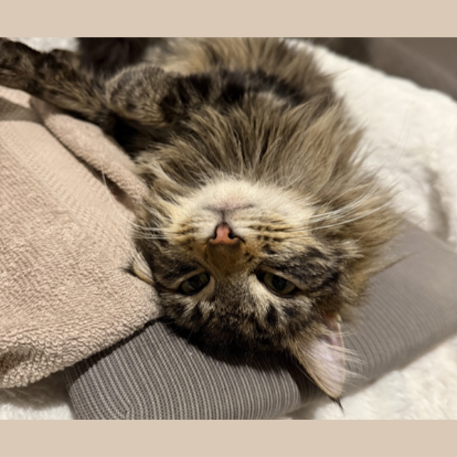 Photo of Kiwi