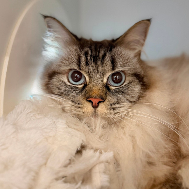Photo of Fig