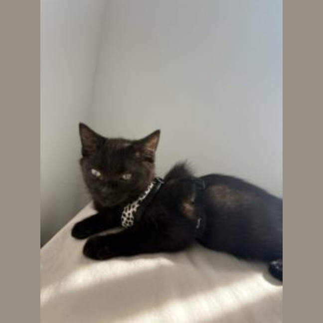 Photo of Tommi