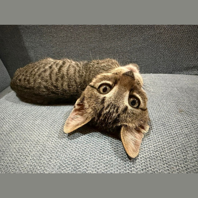 Photo of Chester