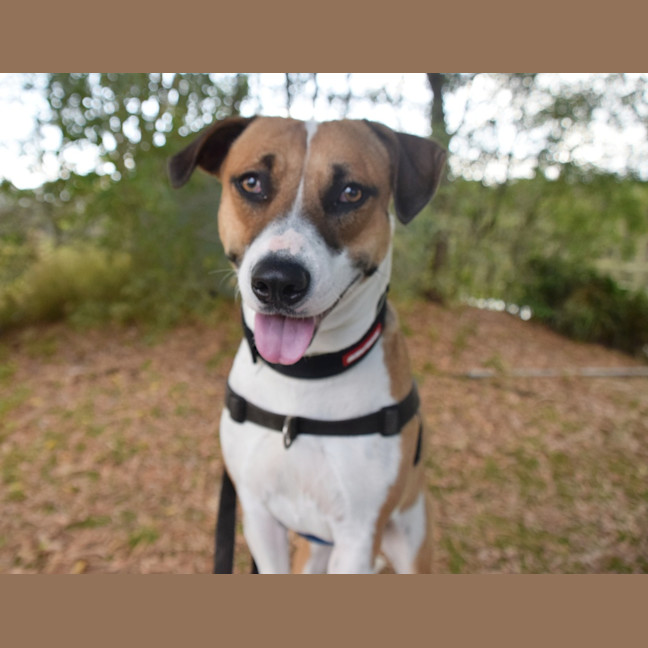 Photo of Gypsy