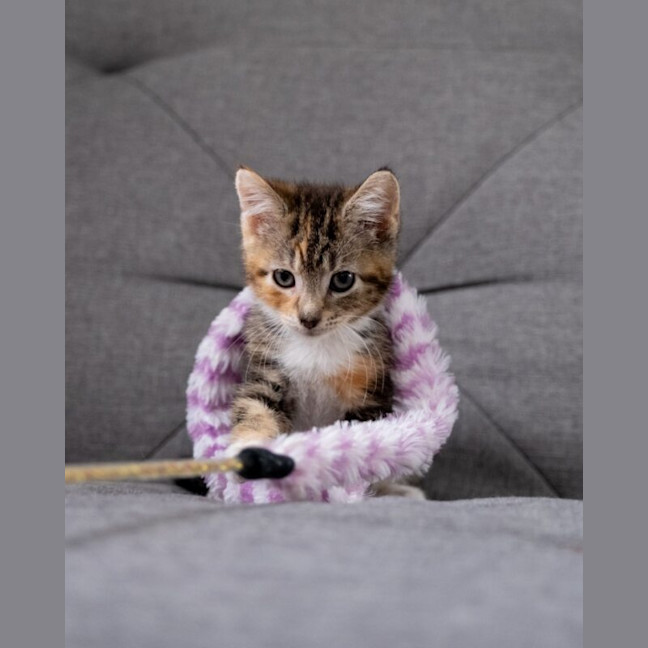 Photo of Ginger