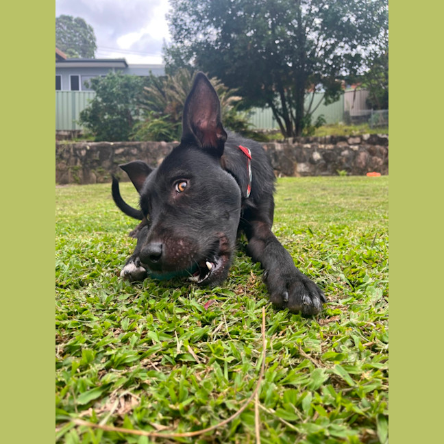 Photo of Sage